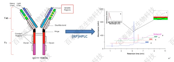 20221219-4956-HPLC%E7%BA%AF%E5%BA%A6%E5%88%86%E5%AD%90%E7%AD%9B-%E5%8F%8D%E7%9B%B8%E8%89%B2%E8%B0%B12.png