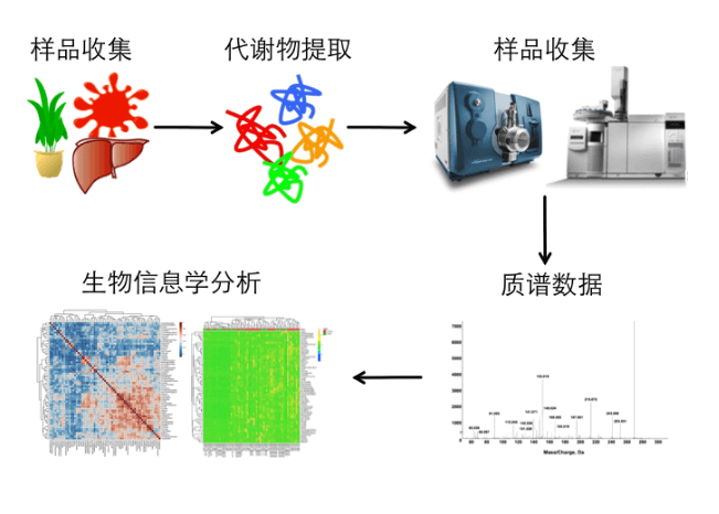 靶向代谢组学研究路线