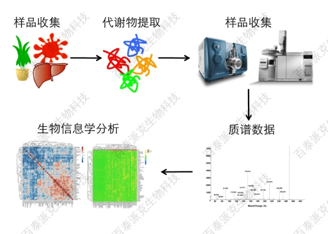 靶向代谢组学研究路线