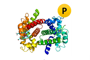 20221219-4997-蛋白磷酸化位点分析.png
