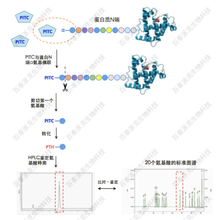 20221219-5074-Edman降解法测定N端首位氨基酸的流程介绍.png