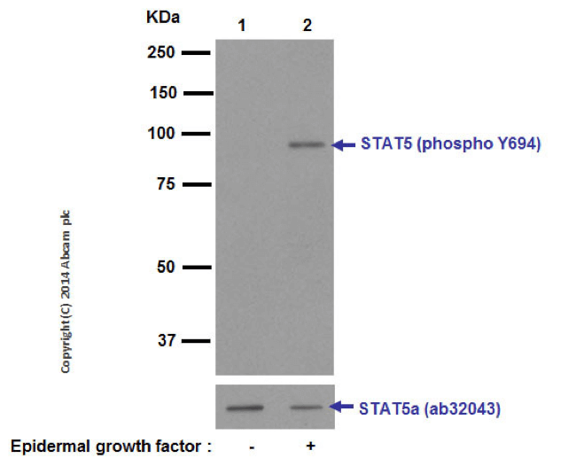 20221219-5253-WesternBlot蛋白磷酸化检测结果.png