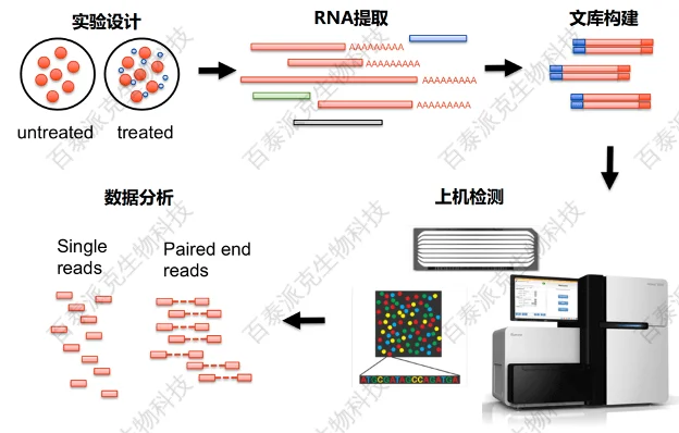转录组测序实验流程