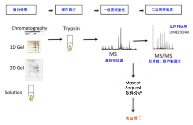 20221219-5434-蛋白质分离、酶切、质谱分析流程.png