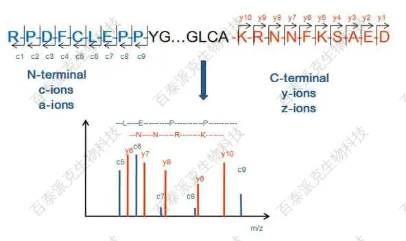 基于Peptide Mapping的蛋白N端和C端测序的基本原理