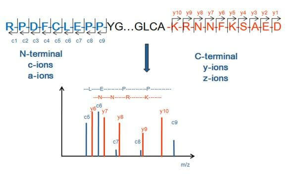 基于Peptide Mapping的蛋白N端和C端测序的基本原理