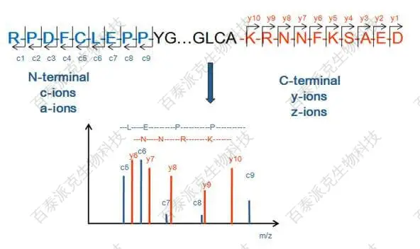 20221219-5829-基于PeptideMapping的蛋白N端和C端测序的基本与原理.jpg