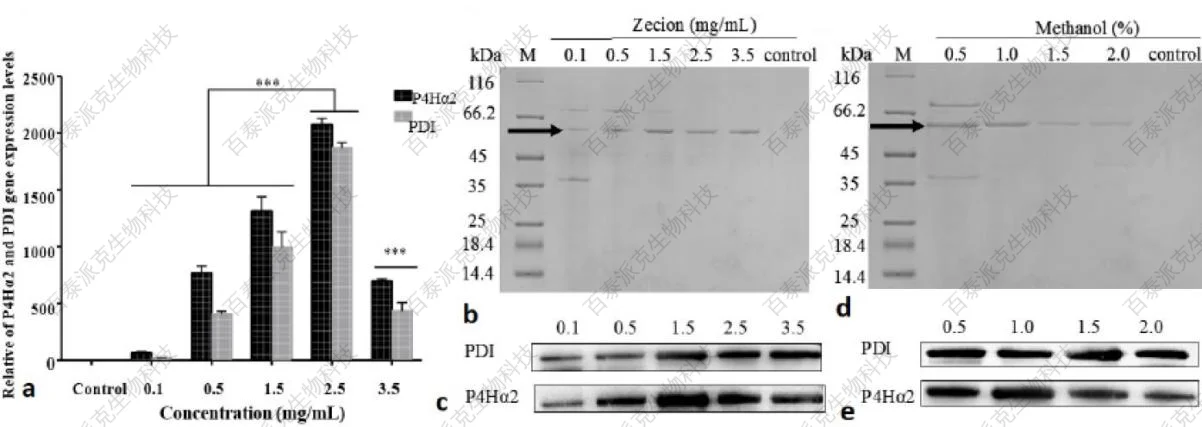 20221219-6281-图1.rhP4H在毕赤酵母GS115中的表达图片来自原文献.png