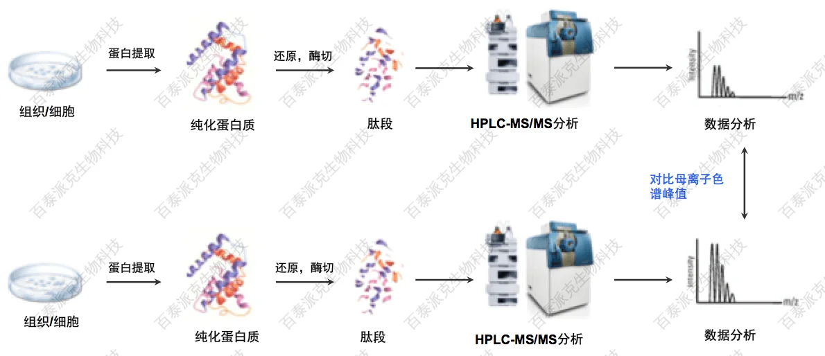 20221219-6284-image-LabelFree定量蛋白组学服务流程.png