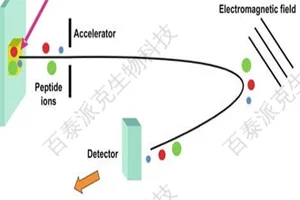 20221219-6348-MALDITOF检测分子量.png