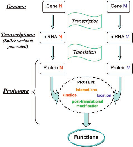基因组学蛋白质组学转录组学
