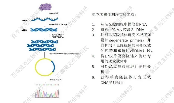 20221219-6560-单克隆抗体测序服务实验流程3.jpg