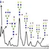 20221219-7004-ab-glycoprotein-analysis1.png