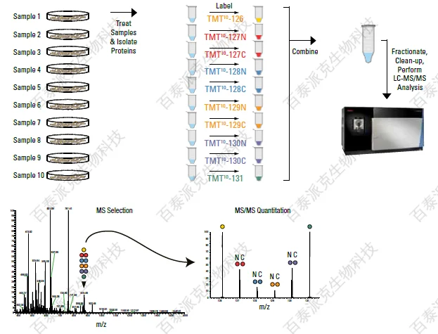 20221219-7026-基于TMT的蛋白质组学服务工作流程.png