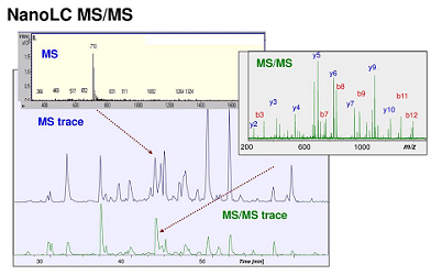 LC-MSMS质谱分析