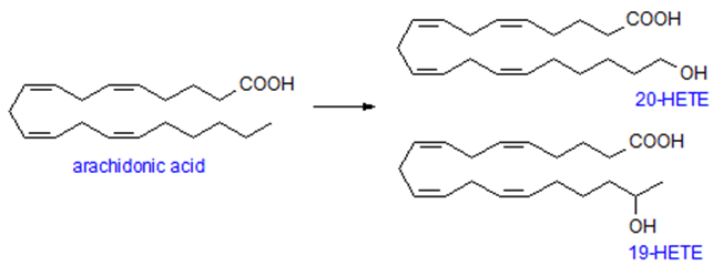 羟基二十碳四烯酸（HETEs）分析