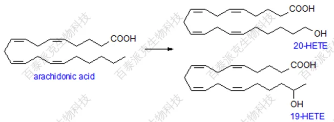 20221219-7278-羟基二十碳四烯酸HETEs分析.png