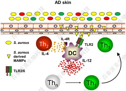 20221219-7301-AtopicDermatitis特异性皮炎.jpg