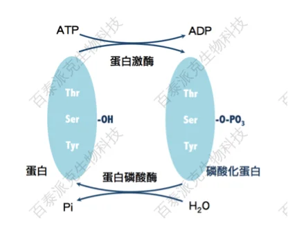 20221219-7333-蛋白质磷酸化修饰反应.png