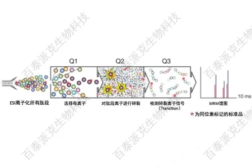 20221219-7487-蛋白质组学MRM.png