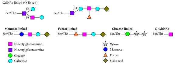 百泰派克生物科技O-连接聚糖的不同核心结构