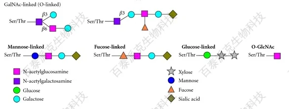 20221219-7715-O-连接聚糖的不同核心结构.png