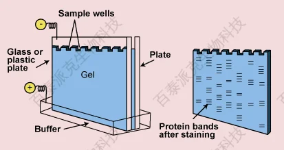 20221219-7733-蛋白质电泳技术.png
