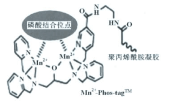 20221219-7783-丙烯酰胺铰链Phos-tag作用原理.png