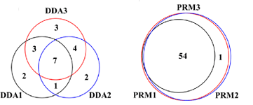 20221219-7867-蛋白组分析中DDA和PRM.png