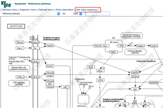 KEGG Pathway功能绘制通路图|北京百泰派克生物科技有限公司