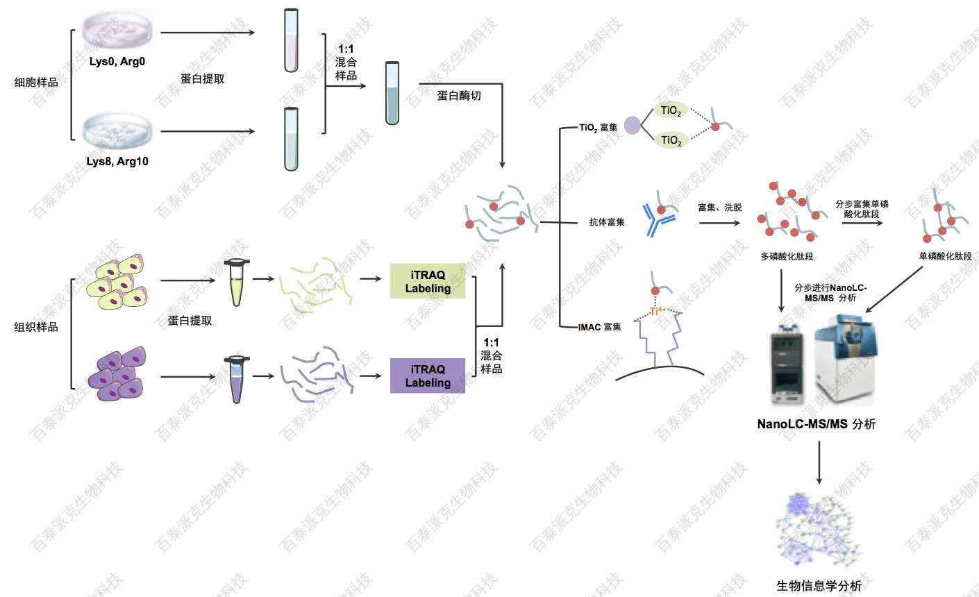 磷酸化定量蛋白组学分析流程