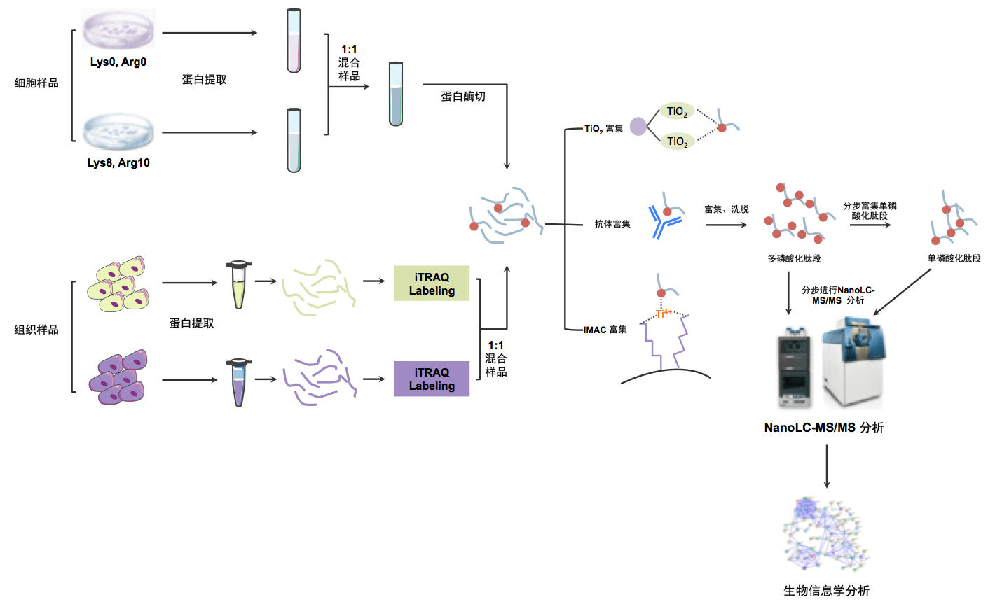 磷酸化定量蛋白组学分析流程