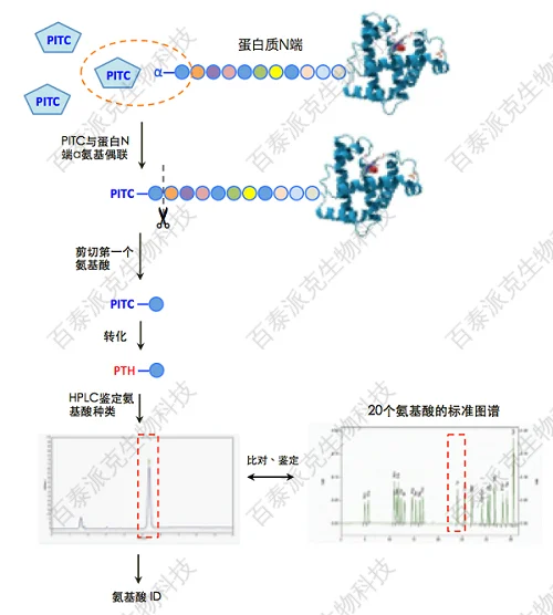 20221219-8081-Edman测序流程图.png