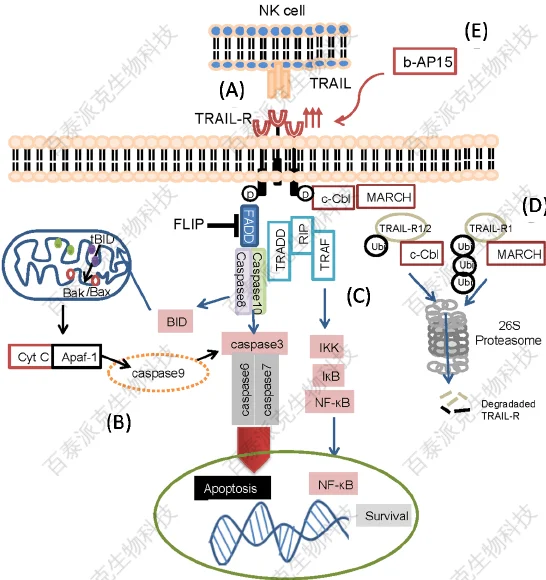 20221219-8391-SystemicLupusErythematosus系统性红斑狼疮－流式细胞因子检测.png