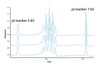 百泰派克使用pI标记的蛋白质纯度和均一性表征服务