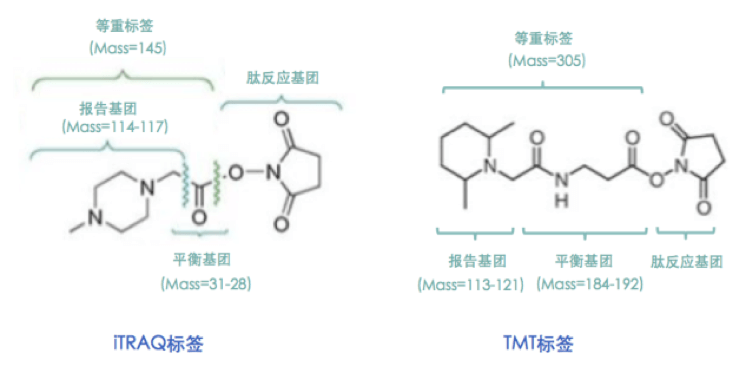 20221219-8969-iTRAQ与TMT的分子结构比较.png