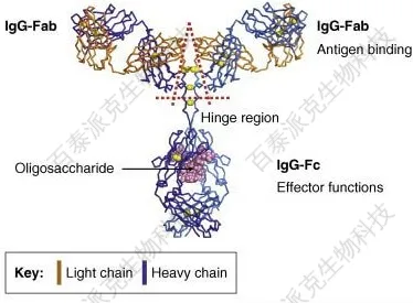 20221219-8974-生物药糖基化位点分析.jpg