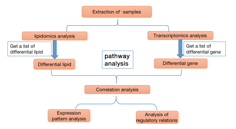 转录组学和脂质组学整合分析流程