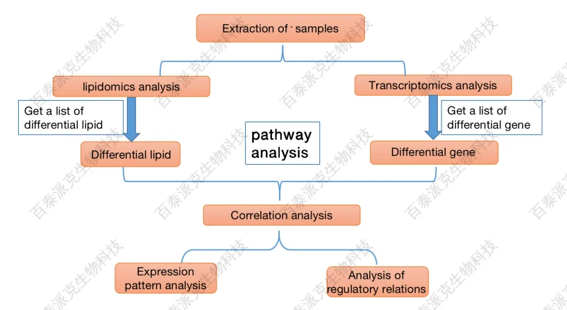 20221219-9050-转录组学和脂质组学整合分析流程.png