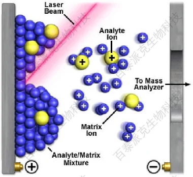MALDI-TOF质谱_MALDI-TOF质谱分析服务_MALDI-TOF-MS分析|北京百泰派克生物科技有限公司