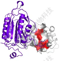 20221219-9209-蛋白性质分析.png