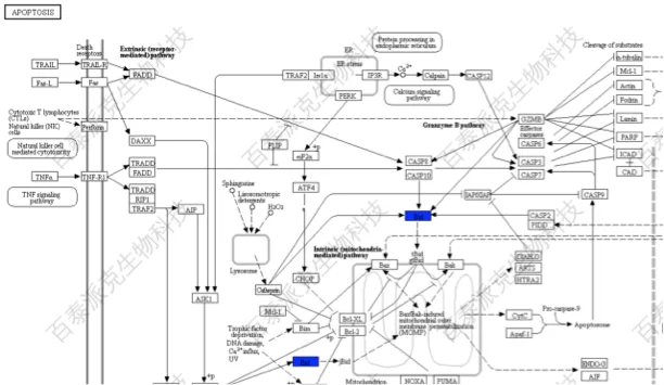 KEGG Pathway功能绘制通路图|北京百泰派克生物科技有限公司