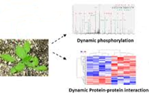 20221219-9361-植物蛋白组学分析.png