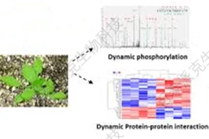 20221219-9361-植物蛋白组学分析.png