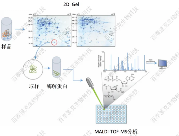 20221219-9466-MALDI-TOF-MS分析.png