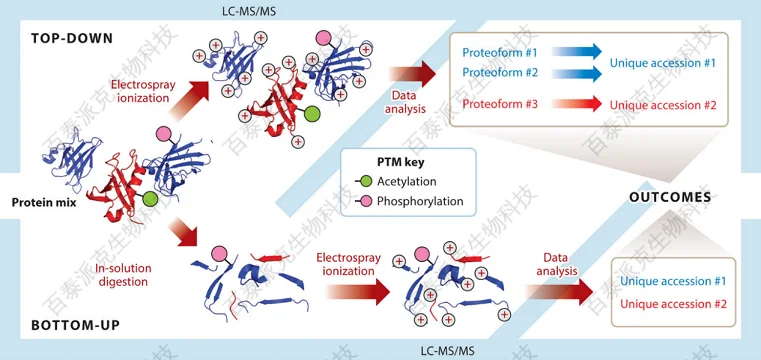 20221219-9666-基于Topdown自上而下蛋白质组学.png
