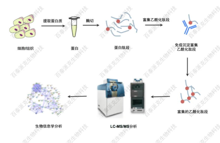 20221219-9704-蛋白质乙酰化修饰位点鉴定.png
