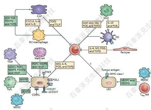 20221219-9834-TumorBiology肿瘤免疫－流式细胞因子检测.jpg