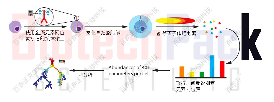 20221228-9654-单细胞质谱流式技术.png